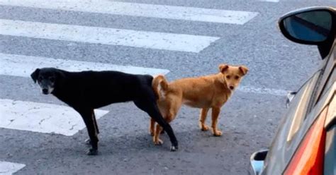 mujer pegada con perro|¿Por qué no se debería separar a los perros que se quedan。